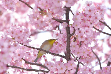 メジロと桜