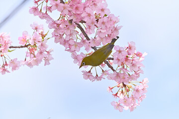 メジロと桜