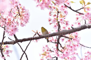 メジロと桜
