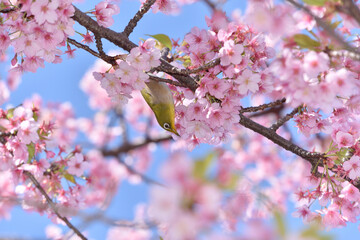 メジロと桜