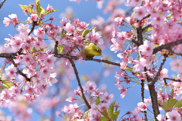 メジロと桜