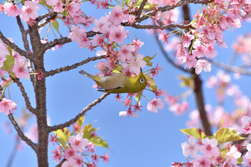 メジロと桜