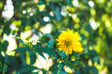 Obraz na płótnie Canvas Bright yellow flowers on green background in spring garden.