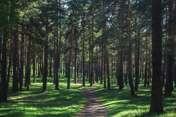 Obraz premium footpath in the forest
