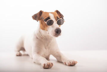 Jack russell terrier dog portrait in sunglasses on white background