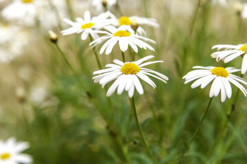 Fototapeta premium Daisies in a field