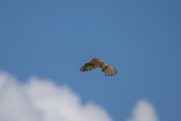 Ein Turmfalke am Himmel mit blauen Himmel und weißen Wolken