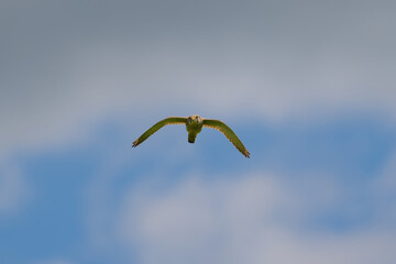 Ein Turmfalke am Himmel mit blauen Himmel und weißen Wolken