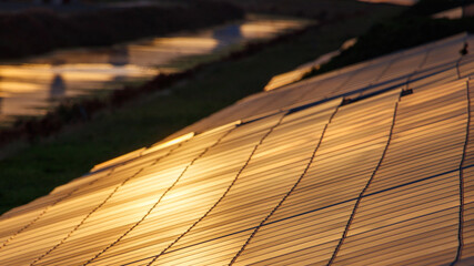 Solar panels shine in the full evening sun.