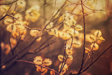 Blooming willow branch