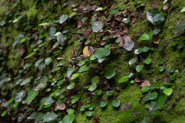 Green moss in tropical rainforests. Close-up. 