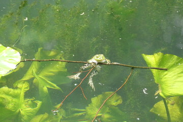 Water frog clings to branch in water