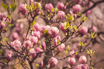 Magnolia spring flowers