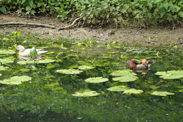 Naklejka premium Mandarin duck couple in natural habitat