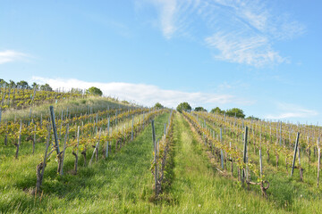 Fototapeta na wymiar Vineyard in early summer with space for text and blue sky with clouds
