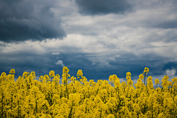 Rapsblüte an der Ostsee, Leuchtturm von Bastorf bei Kühlungsborn