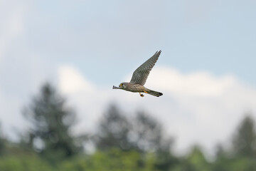 Ein Turmfalke am Himmel mit blauen Himmel und weißen Wolken