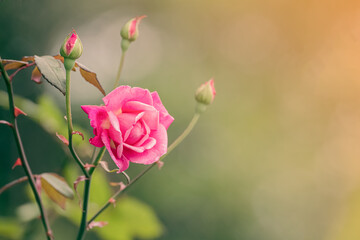 Obraz premium Soft roses in the morning. Rose in soft style for background.