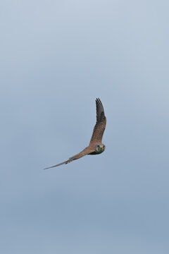 ein Turmfalke fliegt eine Kurfe 