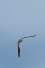 Ein Turmfalke fliegt in der Luft bei blauen Himmel
