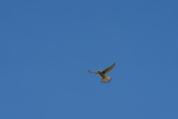 Ein Turmfalke fliegt in der Luft bei blauen Himmel