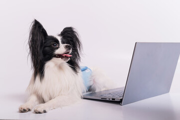 Smart dog papillon breed works at a laptop on a white background. Continental Spaniel uses a wireless computer.