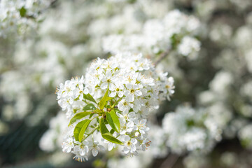 Close up image of white blossoms in spring.