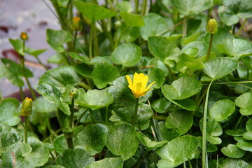 ヒメリュウキンカ02