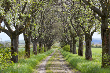 Mehlbeerbaum Allee, Nordwesten von Thüringen, Deutschland, Europa