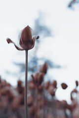 Spring tulips in the park, sepia - 435194969