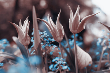 Spring tulips in the park, sepia - 435194970