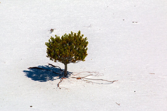 Tree On The Beach