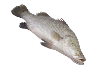 Barramundi fish isolated on white background	