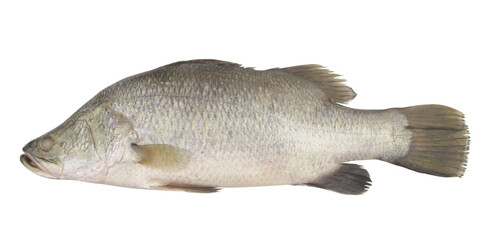 Fresh barramundi fish isolated on white background	
