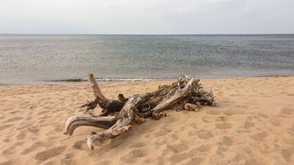 A dried tree trunk, washed by the waves on the sandy beach by Baltic Sea on Sobieszewo island,...