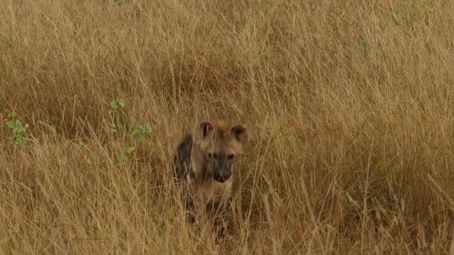 Spooted Hyena in Africa Savaannah