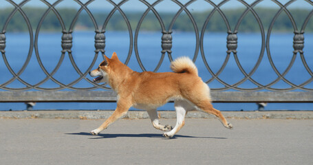 Shiba Inu run against the river coast Beautiful dog of Japanese breed