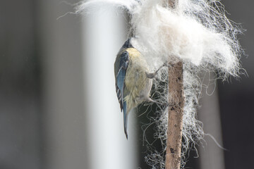 bluetit collecting dog fell as nesting material