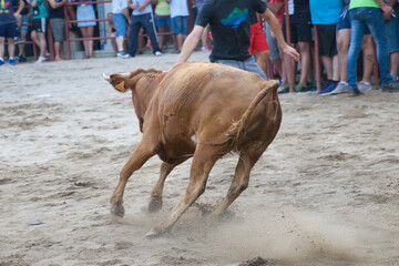 vaquilla derrapando en festejos taurinos