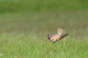 Ein Turmfalke im Sturzflüg