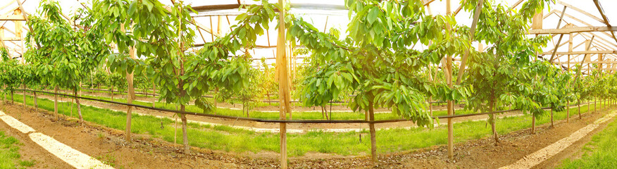 Kirschbäume im Treibhaus im Sommer - Obstbäume Panorama