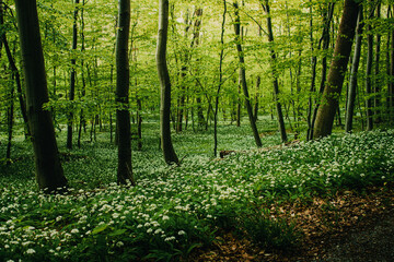 Obraz premium Beautiful spring flowers of wild garlic plants in the fresh greens forest