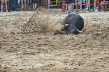 toro caído de morros sobre la arena en un festejo taurino