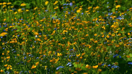 Yellow buttercups and blue forget-me-nots on a bright wild meadow overgrown with green grass on a sunny day.