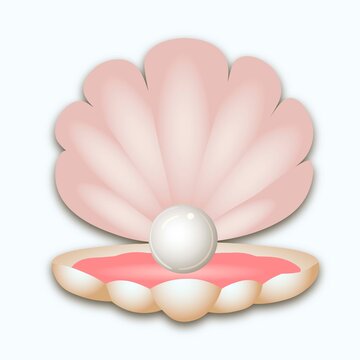 Opened seashell scallop with pearl on white background. Vector illustration