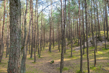 A coniferous forest on Sobieszewo island, Poland. The forest grows next to a sandy beach and therefore is rich in iodine. Tall trees around. Clear and blue sky above them. Clean undergrowth with moss