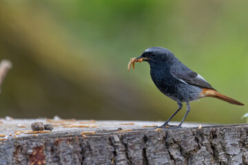 Ein Hausrotschwanz mit einen Wurm im Schnabel mit Blickrichtung links