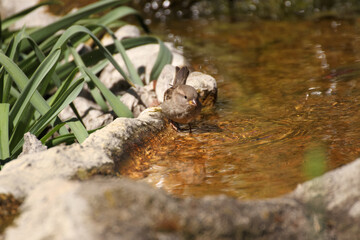 Close up of a sparrow bathing in water and preening in a stream.