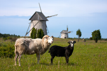 Old traditional windmills with white and black sheep on the pasture in Gotland, Sweden, Europe - 435196318