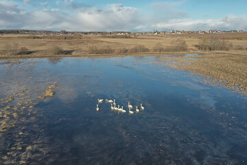 Fototapeta premium swans lake top view drone, nature animals landscape